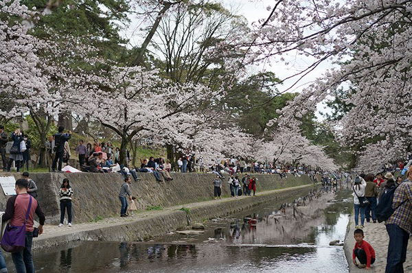DKハウス神戸 神戸らしい桜の名所
