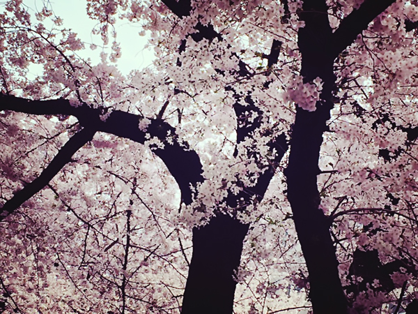 おススメ！桜満開、お散歩コース@DK HOUSE TOKYO-NERIMA