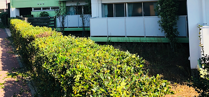 練馬外側の植木剪定@DK HOUSE TOKYO・NERIMA／東京・練馬